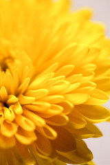 close-up macro of a yellow flower blooming