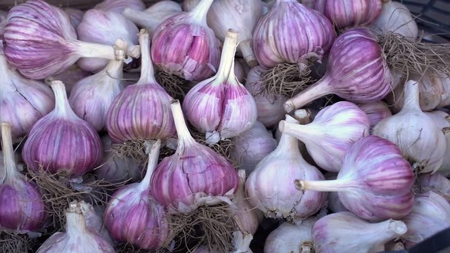 fresh garlic on the farmer's market