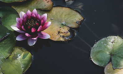 Purple lily blossom in a pond
