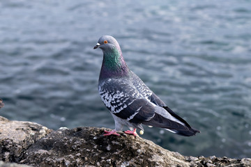 a dove sits on a rocky seashore. close-up