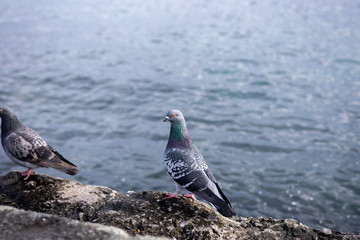 a dove sits on a rocky seashore. 