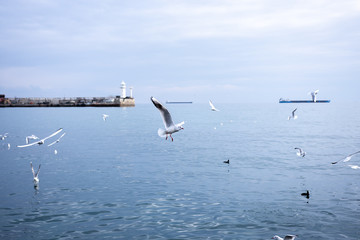 Fototapeta na wymiar many gulls fly over the sea. Against the background of a lighthouse and ships