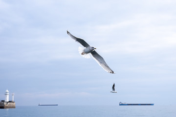 Seagull flies over the sea close-up. Against the background of a lighthouse and a barge