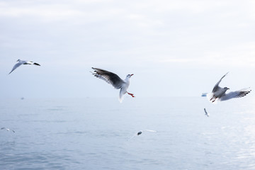 Seagull catches funny bread on a background of the sea