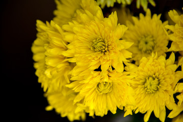 Yellow Mum Flowers Bunched Together Against Black Background