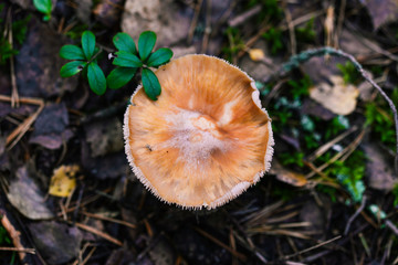 Mushroom hat in the forest close-up. Not an Edible Mushroom. Fly agaric
