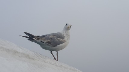 Seagull looking at you