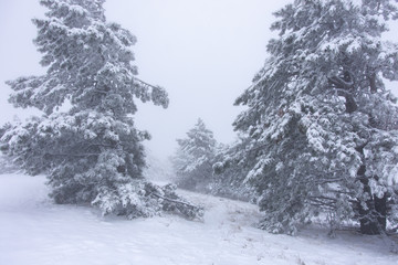 snowy pine trees in the mountains during snow