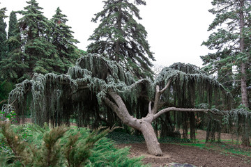 Atlas cedar on the background of large pines