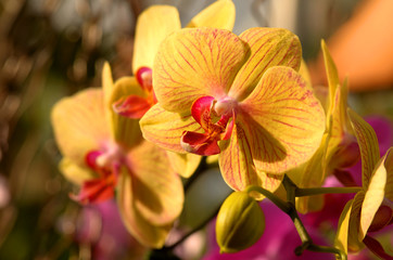 yellow orchid