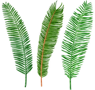 Palm leaves watercolor illustration, isolated on white