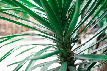 Obraz na płótnie Canvas Green leaf of palm tree close up. texture