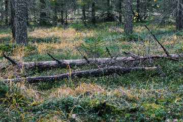 Fallen tree in the forest. Green plants and conifers grow in the forest. Forest resources. Dead...