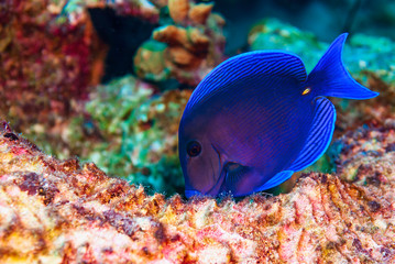 Fototapeta na wymiar Blue tang fish feeding