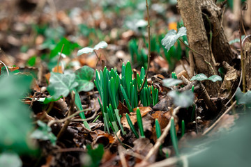 Snowdrop sprouts in the mountains among yellow leaves