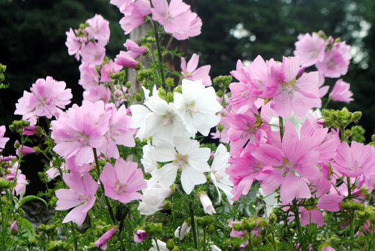 Pink and white flowers in a garden.