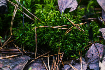 Green moss in the forest and fallen leaves from the trees. Forest vegetation. The concept of ecology and environmental protection