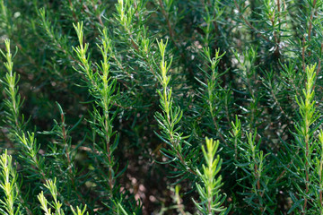 Mediterrenean Salvia rosmarinus commonly known as rosemary. Spicy flavoring for meal. Aromatic seasoning cooking ingredient.