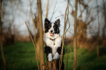 border collie dog beautiful portrait sunny day fun walk