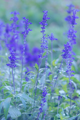 Blooming Salvia flowers are growing on the wiald field. Vertical floral background with violet flowers in misty blue tones with bokeh effect.