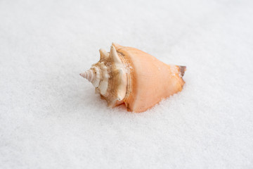 A beautiful seashell on the beach surrounded by snow