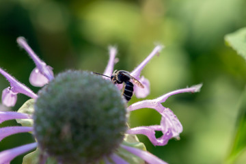 Closeup of bee on bee balm flower