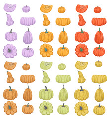 Obraz premium Large set of colorful pumpkins of different sizes. Autumn set of vegetables.