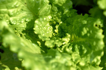 fresh green lettuce in the garden