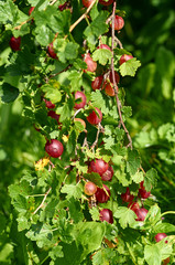 Branch with berries of gooseberry