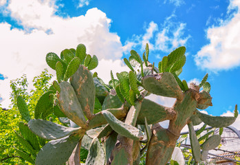 Obraz premium Large green cactus, growing in the garden with blue sky and white clouds on background. Succulent plant. 