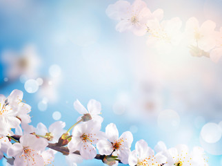 Fototapeta na wymiar Blossom tree over nature background. Spring flowers. Spring Background