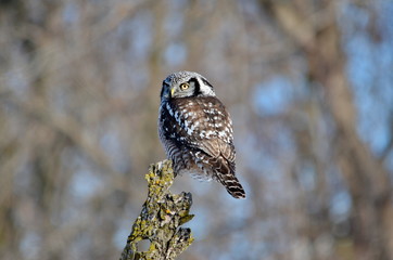 Northern hawk-owl sitting on a tree
