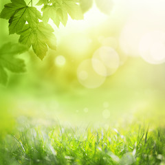 Fototapeta na wymiar Background of green leaves and grass, summer or spring season. Background natural green plants landscape, ecology