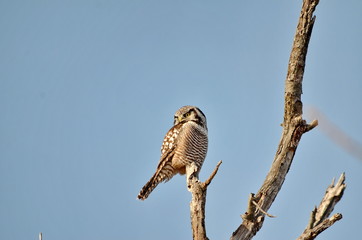 Northern hawk-owl sitting on a tree