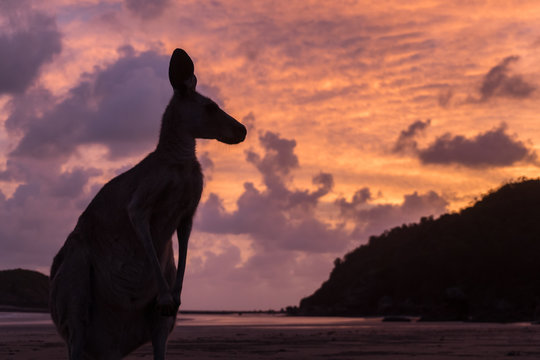 AUSTRALIA - silhueta de canguru na praia, c&eacute;u alaranjado de nascer do sol deslumbrante.