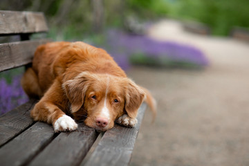 the dog lies on a park bench. Pet on nature against the background of lavender. Nova Scotia Duck Tolling Retriever