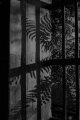 leave shadow on window black and white