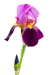 Iris with purple petals on a white isolated background_