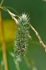 close up of a plant