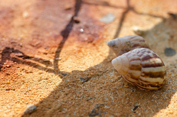 texture of stones and sands on the ground, background reddish orange rusty color. small snail
