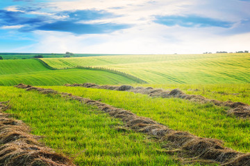 Mowed grass in the field, Summer landscape with grass in the field in sunny weather_