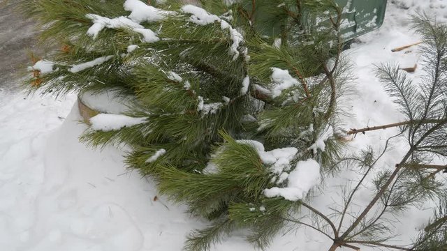 Christmas tree laying on the streen near trash can after new year holidays