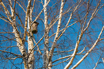 birdhouse hanging on a tree. In winter, birch trees are covered with snow. Nature conservation concept