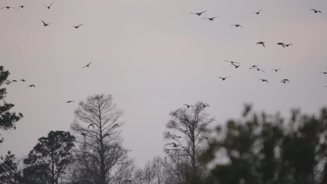 Migratory ducks and waterfowl take flight in the Pocosin Lakes Wildlife Refuge in Eastern North Carolina