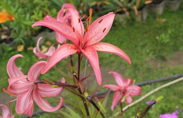 Lily batistero in the garden