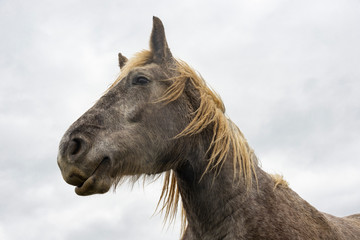 France. Normandie. Normandy. Cheval gris, gros plan sur la tête et la crinière. Gray horse close-up on the head and mane.