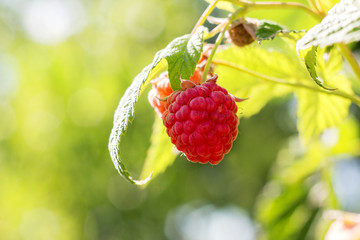 Red raspberry berry on the bushes in sunny weather_