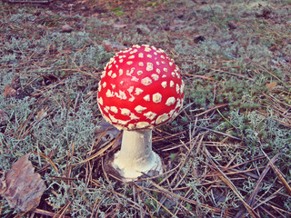 red fly agaric mushroom