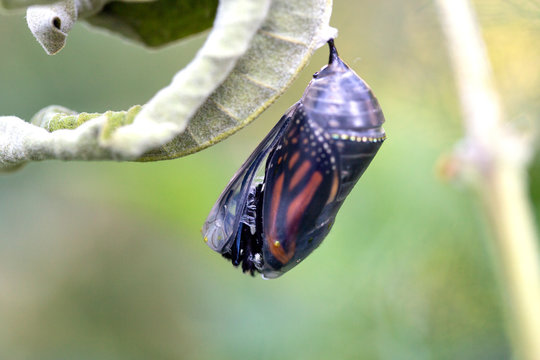 Monarch Butterfly In Chrysalis