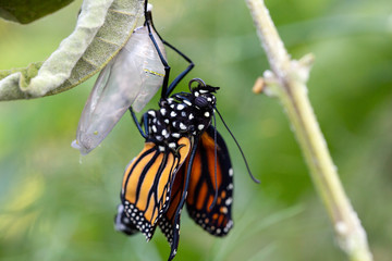 Emerging Monarch butterfly